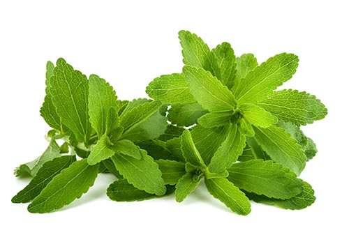 Stevia